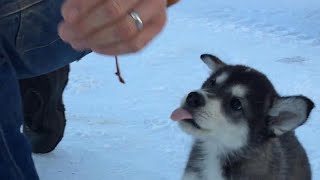 Raising Sled Dogs Episode 1 [upl. by Anifur]