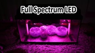 Full Spectrum LED Grow Emersed Aquarium plants DIY Project [upl. by Grete32]