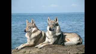 Czechoslovakian wolfdog howling [upl. by Imar34]