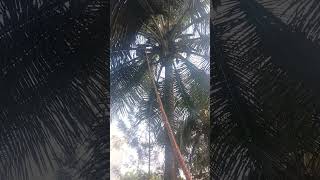 Coconut cutting in live new shorts shortvideo youtubeshorts coconut best trendingviralvideo [upl. by Lucinda]