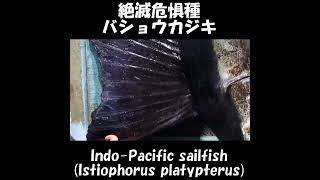 背びれ格納！バショウカジキ！絶滅危惧種！IndoPacific sailfish Istiophorus platypterus Shorts ≫ 加藤英明【公式】かとチャン [upl. by Derwon592]