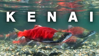 Salmon Fishing on the Kenai River  A Truly Alaskan Experience S1E17 [upl. by Annavaj262]