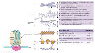 Chromosome structure estructura cromosoma histona histone nucleosoma nucleosome molecular biology bi [upl. by Siraval693]