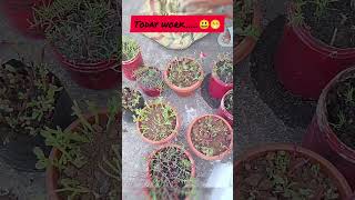 आज ही अपने सपनों का बगीचा उगाएंreels shorts viralvideo ytshorts garden flowersgrowvegetables [upl. by Nagem]