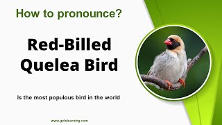 How to pronounce RedBilled Quelea Bird in English correctly [upl. by Candide]