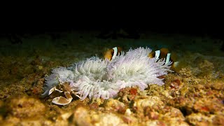 Living in a sea anemone in Zanzibar [upl. by Anwahsar836]