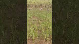 nilgai nilgaijumping forest animals wildlife [upl. by Arvie492]