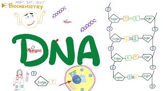 DNA 🧬 Structure amp Function  Nucleosides amp Nucleotides  Biochemistry amp Biology Series [upl. by Atwahs]