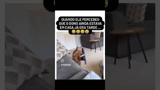 shorts shortvideo shortanimal petfeliz cao cachorro pets saudemental bemestar [upl. by Colis541]