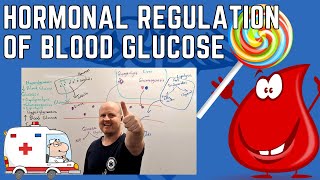 Hormonal Control of Blood Glucose Hyperglycaemia and hypoglycaemia Glucagon and Insulin [upl. by Niletac402]