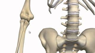 Elbow Joint  3D Anatomy Tutorial [upl. by Dur]