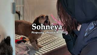 Sohneya  Slowed And Reverb [upl. by Reinwald]