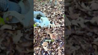 Found a coyote or dog skull 🤔 subscribe wildlife shorts [upl. by Krute]