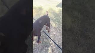 Phx Kruger Dogs video of the day phxkrugerdogs doberman chipoo dogvideo [upl. by Atinot]