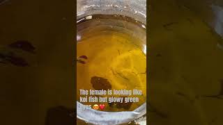 Another breeding pair they are Neon Betta betta fish pet pets fishing shortsvideo shortsfeed [upl. by Salokkin85]