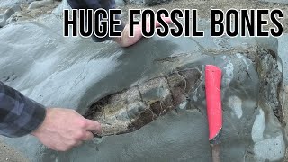 HUGE fossil bones discovered [upl. by Ritz]