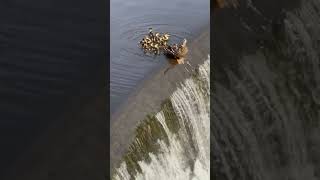 Ducklings fall over Waterfall uninjured [upl. by Oriane]