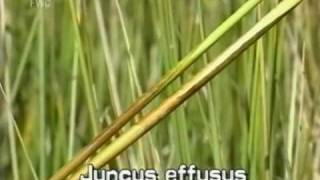 soft rush Juncus effusus [upl. by Dnamra]