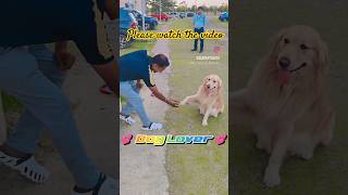 Dog lover💕❤️ doglover dog pets shorts retriever goldens goldenretiever love puppies [upl. by Lizabeth]