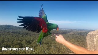 Eclectus amp Major Mitchell Parrot Free Flying [upl. by Yduj]