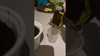 Repotting Home Plants 🪴 music art [upl. by Kopp]