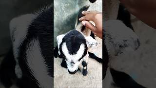 goat animals❤️ babygoats cutebabygoats goats funny goatsbaby shortvideo cute [upl. by Sikes]