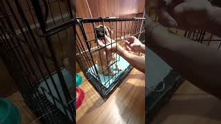 Parvovirus treatment day2dog pets short 2month [upl. by Ycnaffit]