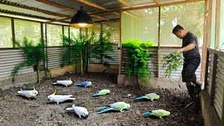 My Natural Aviary of Cockatiel Birds  A Closer Look at Our Aviary with Dozens of Baby Cockatiels [upl. by Intyrb]