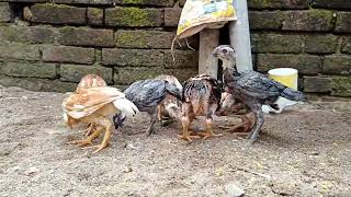 PARROT BEAK ASEEL PARROT BEAK LONG TAIL CHICKS [upl. by Gabriella]