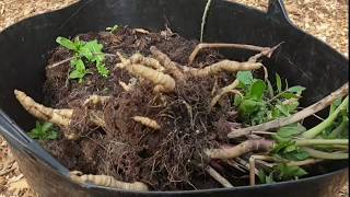 Planting tree layer in edible woodland back to eden method Plus dividing skirret crowns to replant [upl. by Lebama]