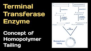 Terminal Transferase Enzyme and concept of Homopolymer Tailing [upl. by Orian314]