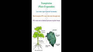 Transpiration Meaning geneticteacher [upl. by Gisela200]