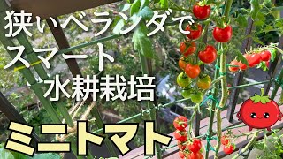 【ミニトマト水耕栽培】土いらずでコンパクトに育てるベランダ菜園🍅植え付け～収穫・撤収まで🌱ペットボトルで脇芽も育つ？！ [upl. by Hackney]