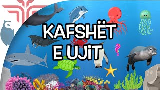 Kafshët e ujit [upl. by Kessel]