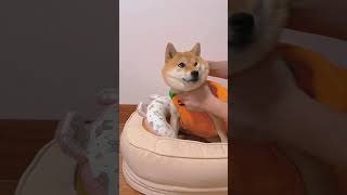 Cute dog dancing with its owner cutedogs pets dancedog shorts viral puppy trending [upl. by Jenifer921]