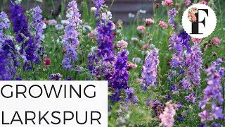 How to Grow Larkspur Flowers in the Hardy Annual Cut Flower Garden [upl. by Retswerb]