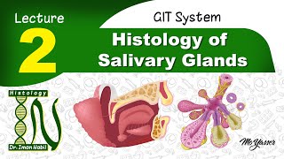 2a General structure of salivary glandsHistology of GIT [upl. by Ymar481]