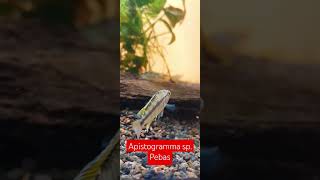 Apistogramma sp Pebas morado dwarfcichlid acuarofilia aquariumhobby fishtank aquariumfish [upl. by Odnomor]