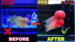 FLOWERHORN TANK SETUP  தமிழில்  DONT BUY FLOWERHORN BEFORE WATCHING THIS VIDEO  flowerhorn [upl. by Sheilah]