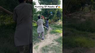 Hunting Of Hawk🦅😱 shikarigaming huntting farming villagehunter hunting entertainment [upl. by Egief]