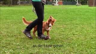 Caylie Nova Scotia Duck Tolling Retriever  6 months first trainings elements [upl. by Renate744]