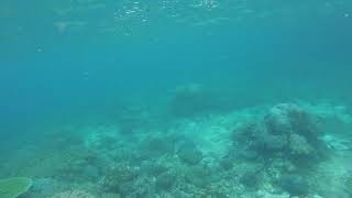 Bumphead Parrotfish Rufas Island Raja Ampat Indonesia [upl. by Blank701]