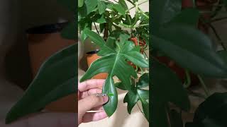 Tour pelos Filodendrosplanta philodendron cultivadas em ambiente interno plantasdeinterior [upl. by Sidwel508]