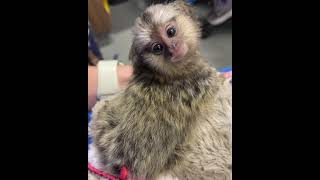 Common Marmoset Monkey Facts from a Vet [upl. by Accire626]