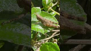 Amazing grasshopper’s life shorts insects grasshopper animals pets nature explore tropical [upl. by Yleoj226]