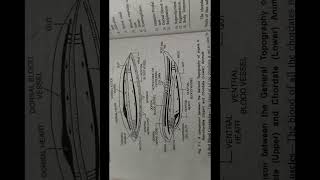 Phylum  Chordata  Introduction and classification part  2 [upl. by Annoiek]