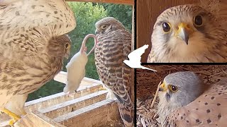 Funniest videos of the Kestrels Windsbach 2023 Die Lustigsten Turmfalken Momente [upl. by Em]