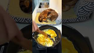 盐葱煎猪排，超级好吃的家常菜！ cooking food delicious cat 猫 pets foodie 美食 noodles chinesefood [upl. by Fridlund]