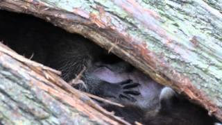 HD Mother Raccoon Nursing Babies Inside Downed Hollow Tree Canon 60D by Sayre Nature [upl. by Othelia294]