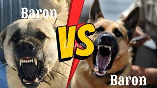 DOBERMAN VS KURT  KANGAL VS KURT doberman almankurdu kangal [upl. by Eenitsed927]